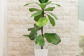 植物